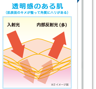 透明感のある肌