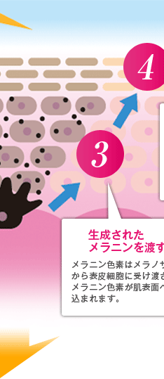 生成されたメラニン色素はメラノサイトから表皮細胞に受け渡され、メラニン色素が肌表面へ送り込まれます。