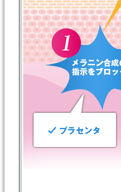 メラニン合成の指示をブロックプラセンタ