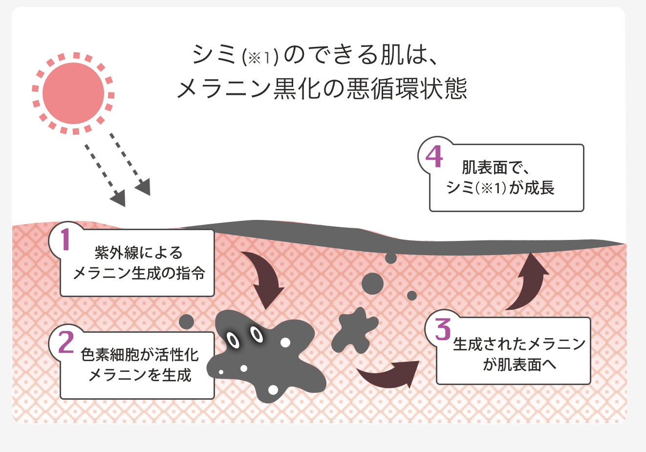 シミ(※1)のできる肌は、メラニン黒化の悪循環状態